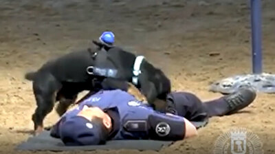 Police dog passes 'fidelity test' by giving unconscious owner CPR in Spain