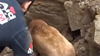 Mama dog helps team trying to save her puppies trapped under rubble in India