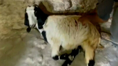 Israeli extremists stab Palestinian villager's goats in West Bank