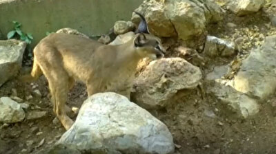 'The Haunting of the Ghost Cat': Endangered caracal spotted in Turkey