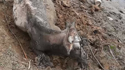 Firefighters rescue cattle stuck in creek in Turkey’s Istanbul