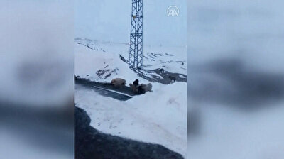 Puppy power: Municipality rescues 63 freezing dogs in Turkey