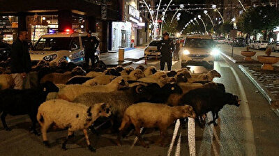 Sheep herd stops traffic while crossing street in Türkiye's Tokat