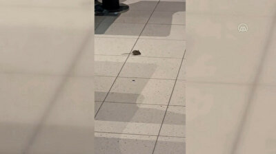 Mouse seen moving around at Amsterdam’s Schiphol Airport
