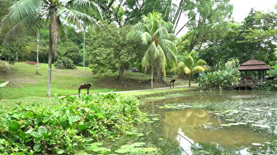 Kuala Lumpur's Perdana Botanical Gardens wow visitors