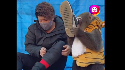 Monkey faints after smelling man’s shoe in funny clip