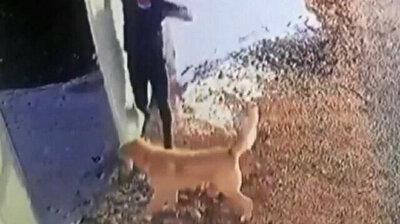 Teacher scales 2-meter gate attempting to escape attack of giant Turkish dog