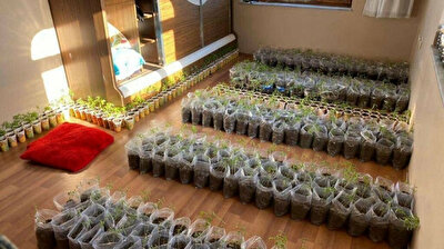 Almost 4,000 cannabis roots seized in Turkey drug bust