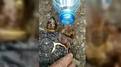 Turkish teams rescue turtle engulfed by deadly forest fire in Hatay