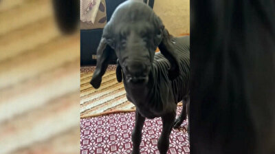 Hairless baby goat born in Turkey