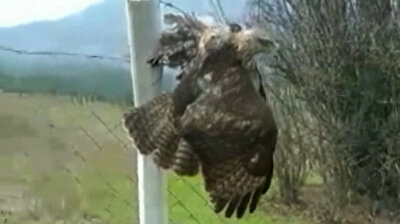 Unlucky falcon caught in wire in Turkey
