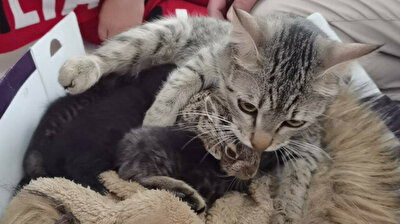 Cat nurses baby rabbit after man rescues bunny from dogs