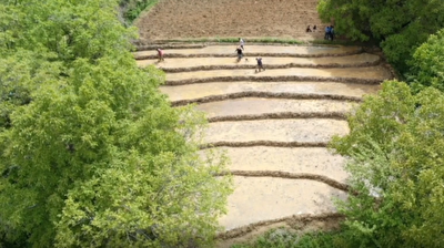 Farmers plant rice in paddy fields using traditional methods in eastern Turkey