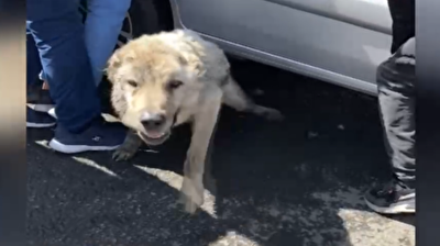 Poor dog rescued from under vehicle by animal lovers in eastern Turkey