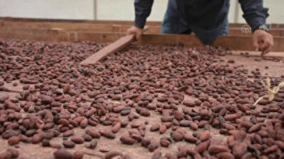 Cocoa production becomes vital source of income for Colombian locals