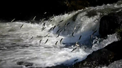 The journey of a pearl mullet fish in Turkey's Lake Van