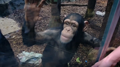 Kharkiv Zoo plays music to calm stressed animals during Russian bombardment