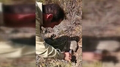 Tortoise, baby pig rescued from wildfire in Türkiye's Marmaris
