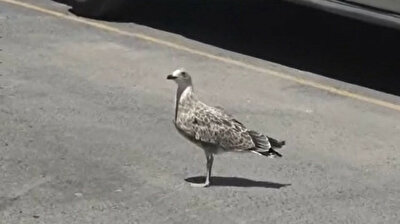 Turkish firefighters rescue seagull, crow trapped inside ventilation shaft