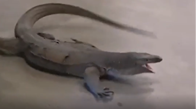 Komodo dragon terrorizes people in Malaysian shopping mall's parking lot