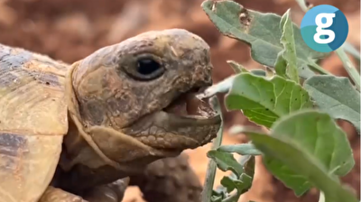 A magical moment: Footage shows turtle’s adorable quest for food
