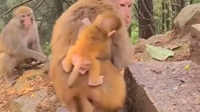 All hell breaks loose when baby monkey hugs wrong mother