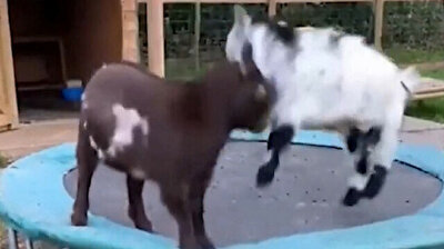 Joyful moments as goats bounce on trampoline in Brit's backyard