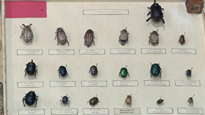 Over 500 species on display at insect museum in Türkiye’s Antalya