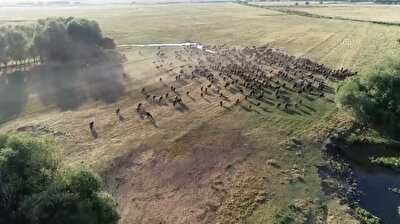 Turkish farmers bathe their buffalos in lake during summer heat