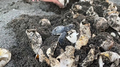 Nests of green sea turtles increased in Samandag beaches