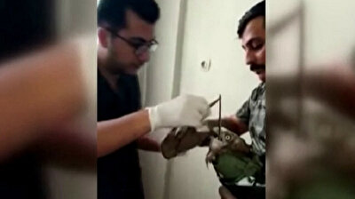 Eagle flies to Turkish vet after choking on snake