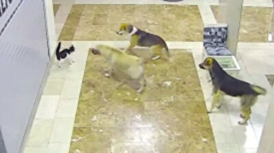 Don't mess with cats: Mother feline chases dogs attacking her litter