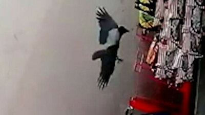 Shopkeeper catches chips-stealing crow red-handed in Turkey