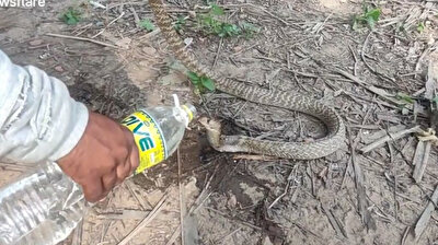 Man bottle-feeds parched snake water in India