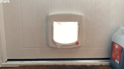 Perseverant goose adamantly tries to get through cat flap