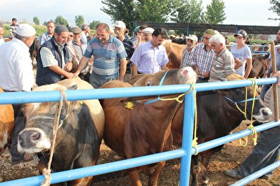 Istanbul Kurban Kesim Yerleri 2018 Istanbul Kurban Satis Yerleri