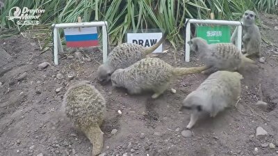 Meerkats predict Russia win in World Cup opener