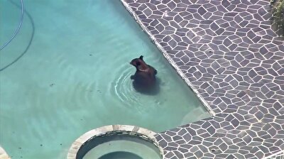 Large Brown bear takes dip in California pool