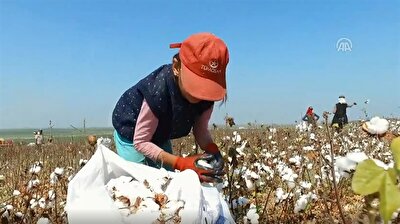 Cotton harvesting in southern Turkey