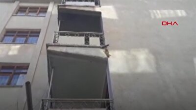 Confused squirrel scales apartment walls