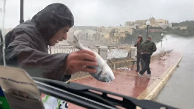 Raining cats and dogs? No, it literally rains fish in Malta
