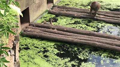 Psycho monkey eats ducklings snatched from mother in pond