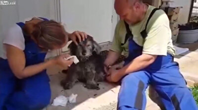 Blind dog with dementia gets 'buried alive'