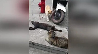 Cat catches her partner flirting with another feline