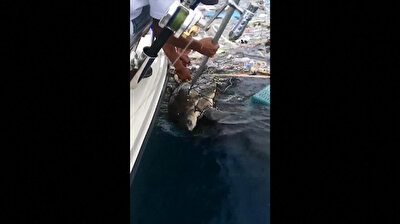 Turtles freed from floating garbage off Thai coast