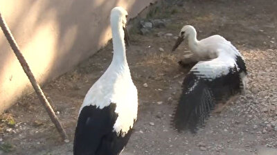 Turkish municipality restores stork nest destroyed by reckless driver