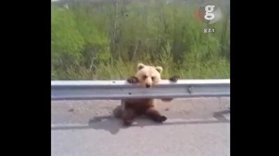 Mesmerized baby bear can't take its eyes off cars