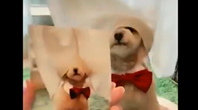 Adorable dog copies poses from pictures