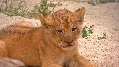 Rare Barbary lion cubs make public debut in Czech zoo