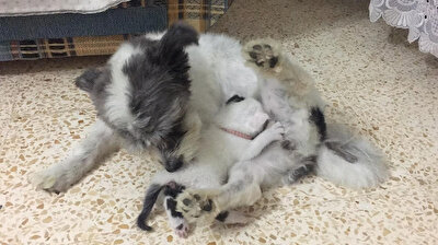 Dog nurses kitten after mother's death
